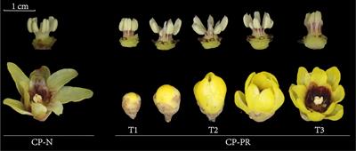 Metabolomic and transcriptomic analyses jointly reveal the mechanism underlying the reddening of Chimonanthus praecox stamens